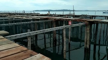 Budidaya Napoleon di Pulau Sedanau, Natuna