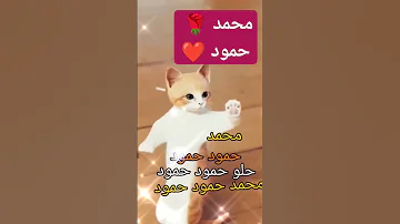 محمد حمود محمد حمودي Cat Funny ترند Shorts Short Foryou 