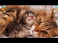Relaxing Music for Cats|Calming Cat Music for Relieve Anxiety (with cat purring sounds) EPD 897