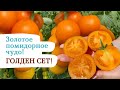 Золотое помидорное чудо! ГОЛДЕН СЕТ!