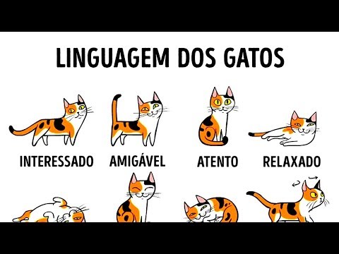 Vídeo: Como Fazer Uma Casa Para Gatos Com Suas Próprias Mãos