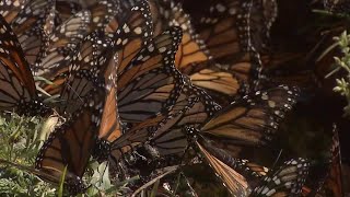 Monarch butterflies could become extinct if we don’t take these 3 steps, experts say