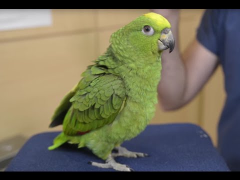 Video: Bailey bullicioso: un increíble loro gris africano