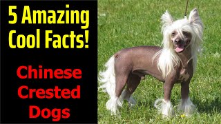 5 Fascinating Facts About Chinese Crested Dogs