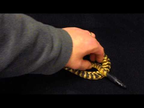 Black Head Python