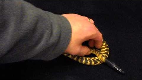 Black Head Python