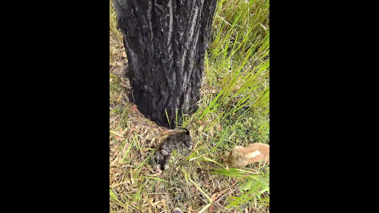 Feeding one of our local goannas old dog food