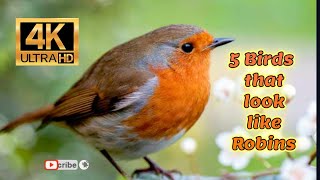 5 Birds That Look Like Robins 4K