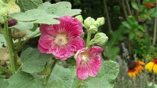 Jaki był ślub   Bazuna 1972