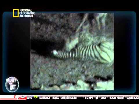 الضباع تقتل صغير الحمار الوحشى