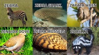 Zippy Z Zoo 10 Baby Animals Starting With Z For Kids