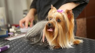 Training Your Yorkshire Terrier to Come Inside on Command