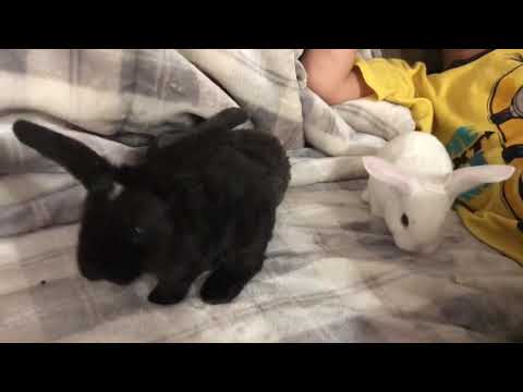 3 week old