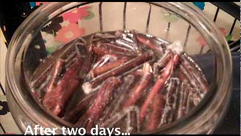 Making Tej, Ethiopia's Honey Wine