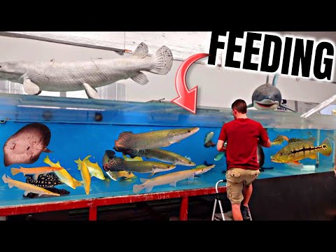 MONSTER FISH Feeding