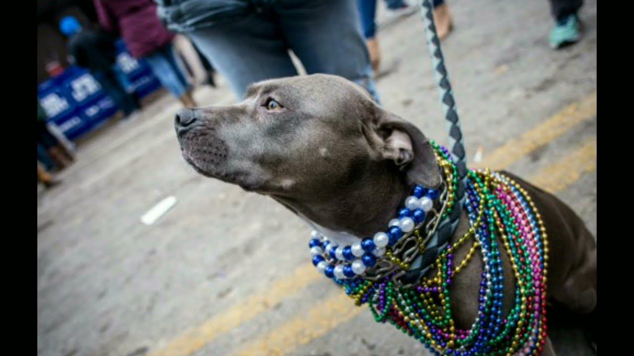 These 5 Agrresive Dog Breeds Can Defeat A Pitbull In Hindi Pitbull Vs