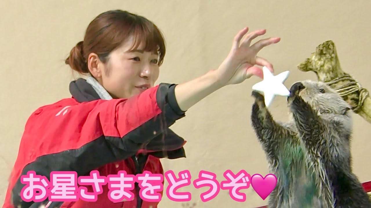 Морские выдры Мэй-тян и Кира-тян — смогут ли они поймать звёзды? [Аквариум Тоба]