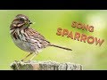 Song Sparrow Singing in Springtime - Sony a7iii + Sigma 150-600