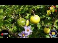 FUNZO FAHAMU FAIDA NA SIRI ZA NDULELE NDULA SOLANUM INCANUM SECRETS FUNZO FAHAMU FAIDA NA SIRI ZA NDULELE NDULA SOLANUM INCANUM SECRETS