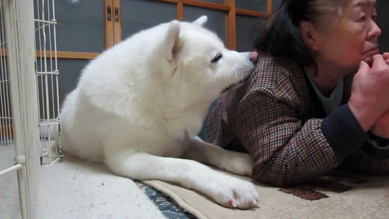 秋田犬げんき 大相撲中継で盛り上がるお婆さん Akita Dog Youtube