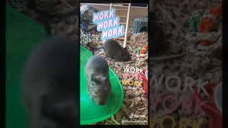 Degu TikTok Compilation 1 *CUTE*