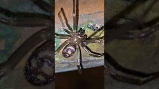 False Widow spider (male)