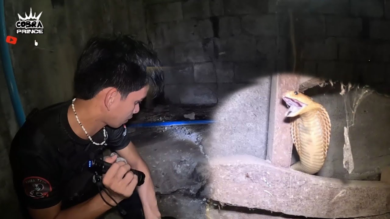DALAWANG NAMASOK NA COBRA AT ISANG MALAKING SAWA