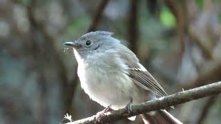 Blue-Mantled Crested Flycatcher ~ South Africa