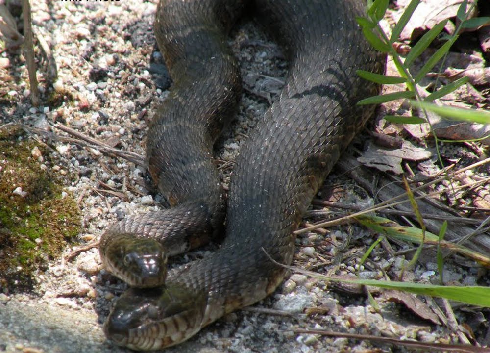 Police Caught Two Headed Snake in Train