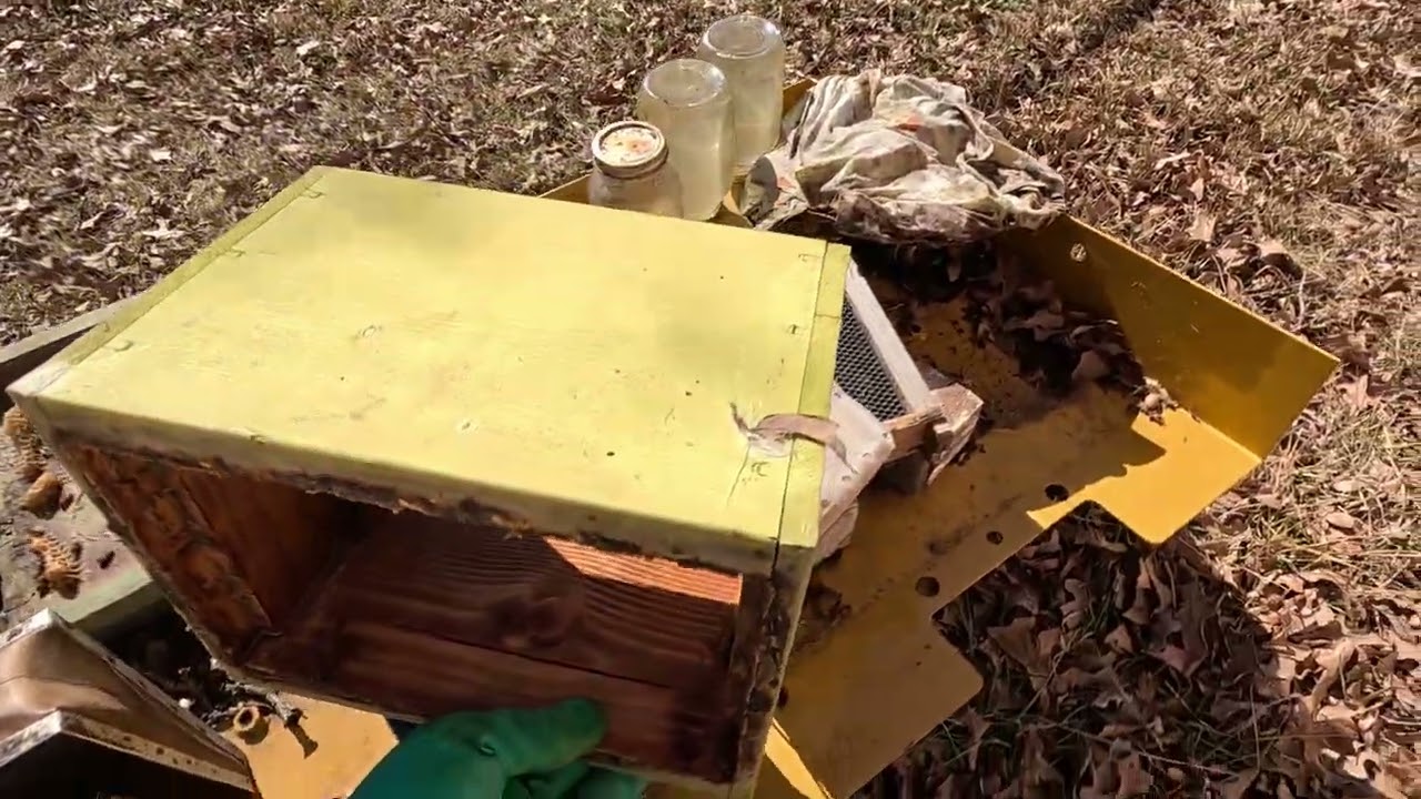 Checking the overwintered Mini Mating Nuc.