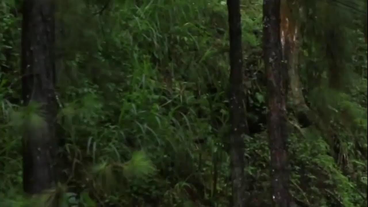 Прямая трансляция пользователя TOPTIME