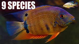 Big Dumb Cichlids - Discover 9 Hilarious Cichlid Species