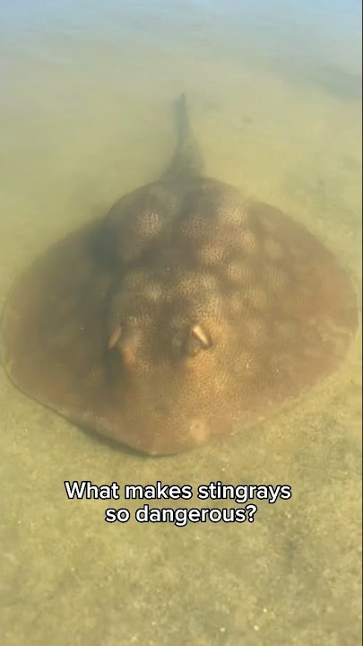 What Makes Stingrays So Dangerous?
