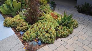Garden of the Week - Carmichael Environmental Landscape Design and Build