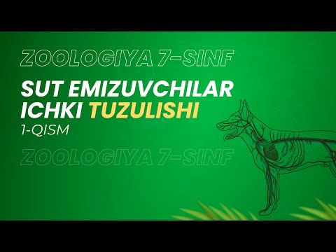 Video: Sut koʻzasi urugʻlik idishlari – qishda sut koʻzalariga urugʻ ekish haqida bilib oling