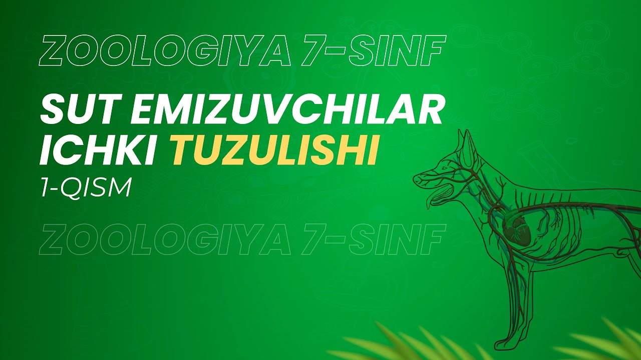 Sut emizuvchilar ichki tuzulishi | 7-sinf Zoologiya | 1-qism