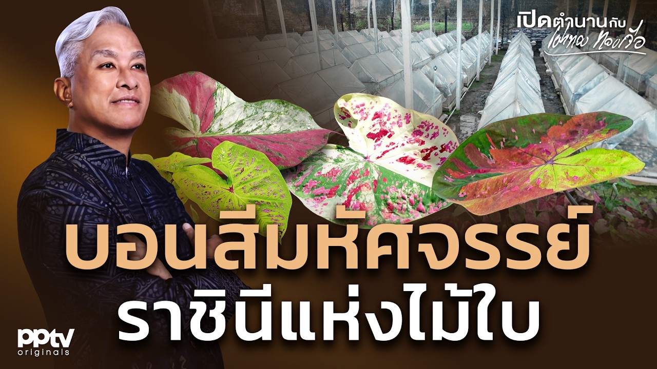บอนสีมหัศจรรย์ ราชินีแห่งไม้ใบ | เปิดตำนานกับเผ่าทอง ทองเจือ | Full EP.