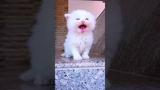 Download Lagu Video kucing! Kucing mengeong! Suara kucing! Suara kucing #kucing #shorts #kucing #kucing #suarakucing #youtubeshorts MP3 Download Lagu Video kucing! Kucing mengeong! Suara kucing! Suara kucing #kucing #shorts #kucing #kucing #suarakucing #youtubeshorts MP3