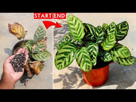 SEE How To SAVE a Dying Calathea Plant [100 Success]