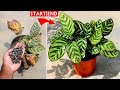 SEE How To SAVE a Dying Calathea Plant [100% Success]