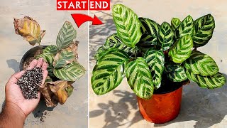 SEE How To SAVE a Dying Calathea Plant [100% Success]