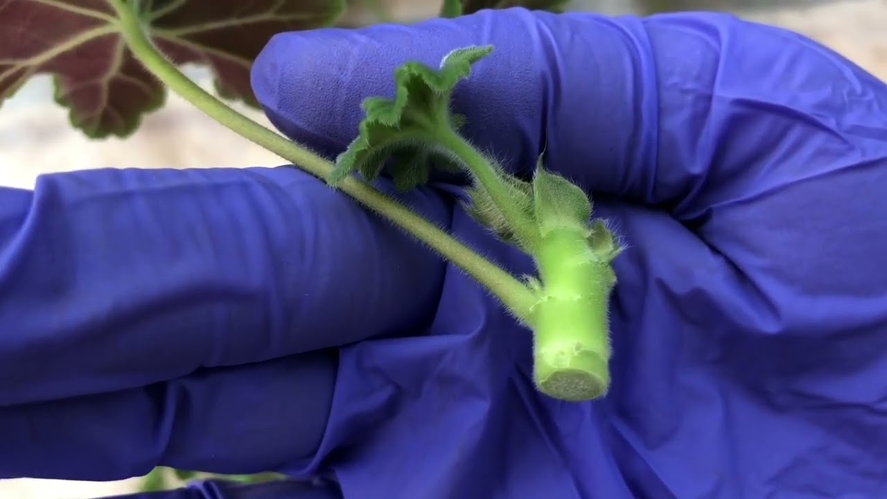 Пеларгония. Обрезка и укоренение Eva Fly