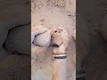Red sand crumbling 😊😊 #likeandsubscribe #like #satisfying #crunchycrumbles #sandmentcrushing