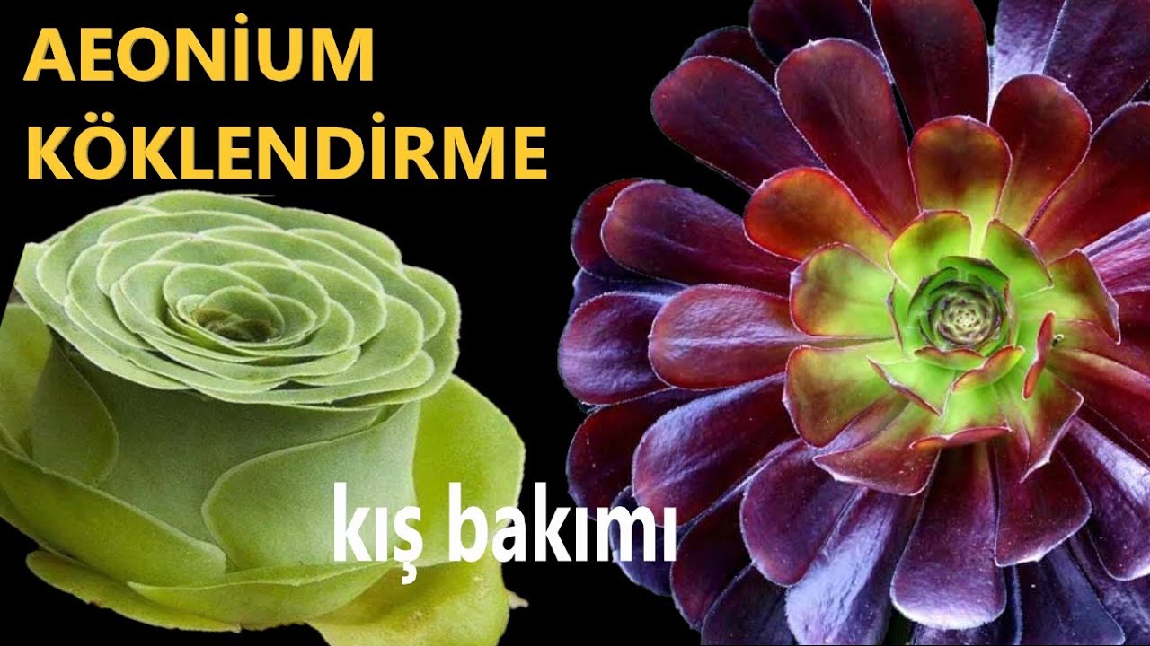 AEONİUM KÖKLENDİRME / Zirai don - Kışın nasıl korunur / Çoğaltma / Ekim @sierrabotanique