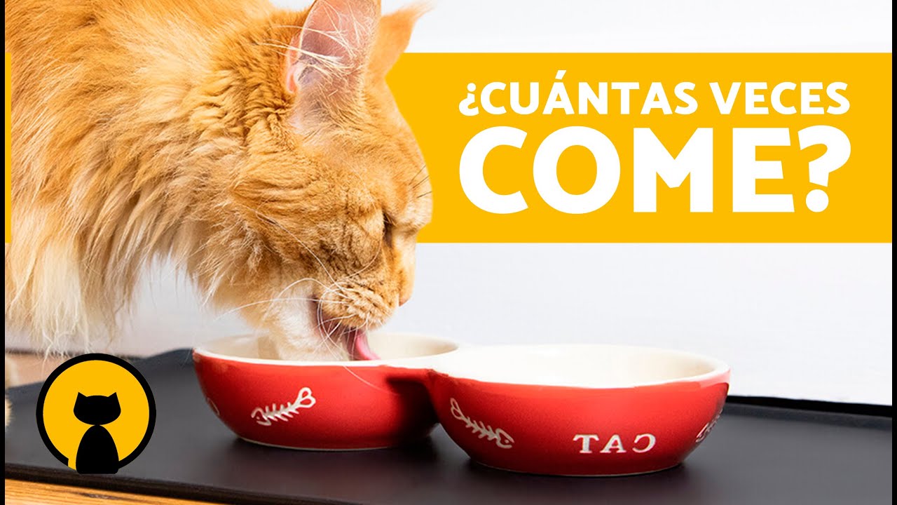 ¿Cuántas veces COME un GATO al DÍA? 🐱 (Recién Nacidos, Bebés y Adultos