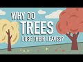 Understanding Why Trees Lose Their Leaves