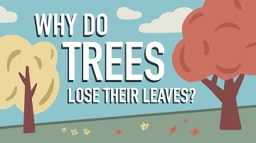 Why Do Trees Lose their Leaves?