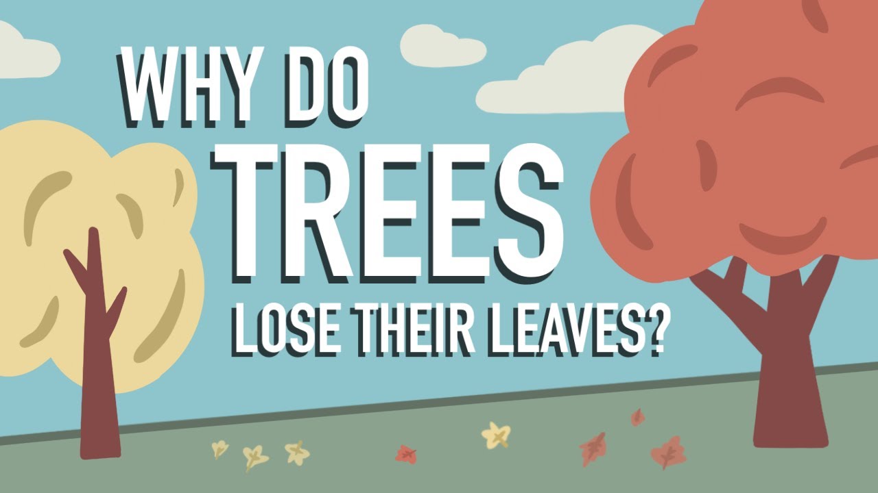 Do Mesquite Trees Lose Leaves?