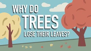 Why Do Trees Lose their Leaves?