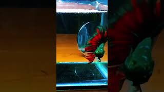 HM HULK VAMPIR 🧛♂️ #halfmoon #cupanghias #worldwideshipping #bettafish #cupanghiasindonesia